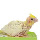 فروخ كروان