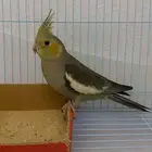 كروان كوكاتيل