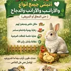 أتبنّى جميع أنواع الطيور والأرانب حتي لو معاق او في مرض