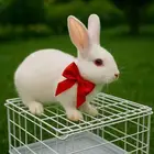 أرنب فرنساوى للتبينى