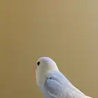 روز الحبه 120 لون اخضر وا سماوي