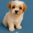 بيع 5 كلاب موركيز 3 شهور