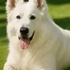فندقة كلاب
