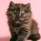 كيتن   قطط صغيره للبيع