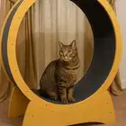 قطط