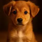 أبحث عن صديق وفي يمنحني الحب وأمنحه بيت دافئ