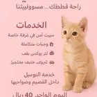 فندقة قطط