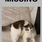 قط شيرازي ذكر مفقود