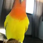 عصافير للبيع