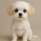 اريد كلبة مالتيز للبيع او التبني