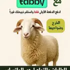 ذبائح طازجة بالخرج   تقسيط ميسر عبر تابي