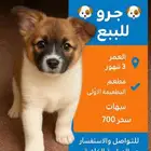 للبيع جرو ذكر عمر 3 شهور