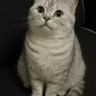 قطه سكوتش مطعمه