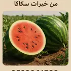 بطيخ القعريه ( عضوي )