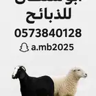 نعيمي   نجدي   حري -تيوس سواكن