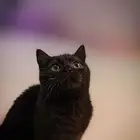 ثلاث قطاوه