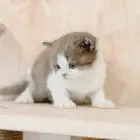 سكوتش كليت