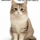 قط ضائع الرياض حي الملقا