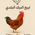 لبيع الديك البلدي والدواجن
