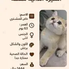 كتين سكوتش