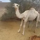 قعود للبيع