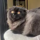 Pure Scottish Fold longhaired kitten SFL for sale