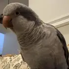 ببغاء كويكر مفقود