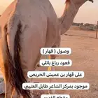 ابل خلفات وفحول