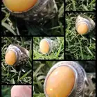 Distinctive rings and stones Opal Agate Pictorial Emerald Sa