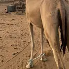 عشراء بنت صوغان الخناجر مشروطه