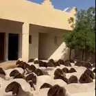 جذعات نعيم