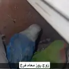 زوج روز للبيع