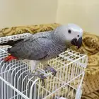 للبيع كاسكو إفريقي رمادي لون فاتح جامبو   عمر 4 شهور