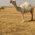 للبيع القحه الكفو