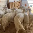 خرفان بلديات