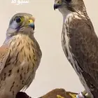 مطلوب شبوط او مارلين مدرب ومعه برقعه وسبوقه (الدوادمي)