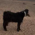 ماشاء الله تبارك الله