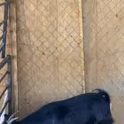 معزا قزميه تشيكي ومكس جمله وصنف طيب