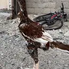 دجاج سندي بيور