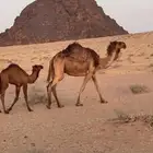 خلفه صفراء
