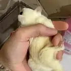 سنجاب شوقر قلايدر ابيض