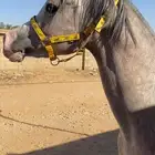 مهره شعبيه فاخره
