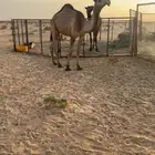 بكار