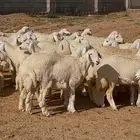 رخال حريات حرش