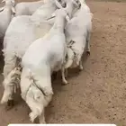 خرفان جبر ناهي
