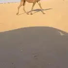للبيع بكره لقيه لقحه