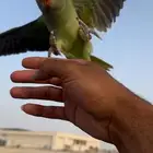 نيبالي هدد خارجي