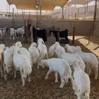 ذبائح للبيع