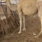 ناقه حايل