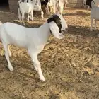 جفرات بورقت وهجين بورقت تم البيع